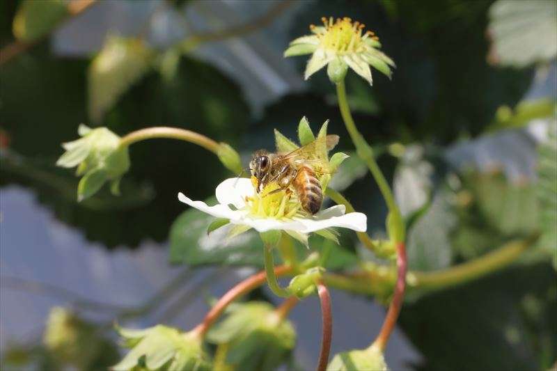 いちご農園いる蜂の役割について